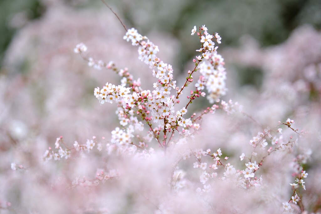 ピンク雪柳～花菜ガーデン