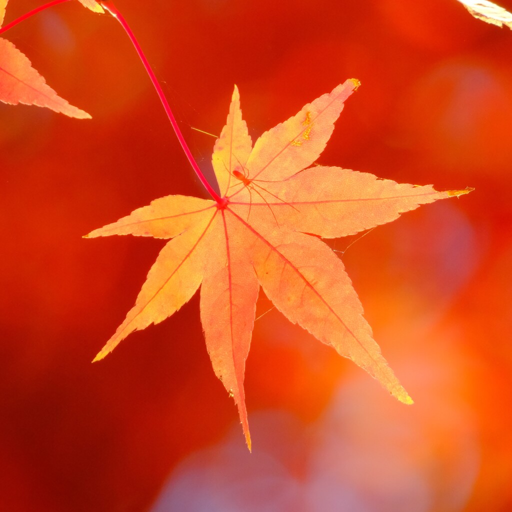 昭和記念公園～紅葉１