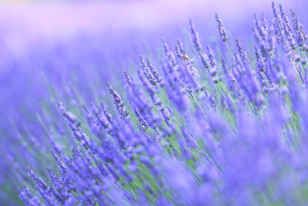 lavender