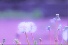 dandelion fluff