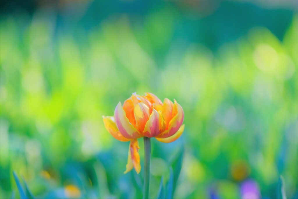 ice tulip ～花菜ガーデン
