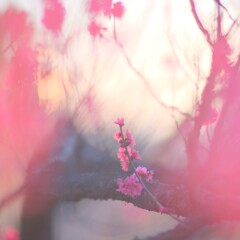 紅梅～府中郷土の森博物館４