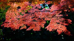 モミジ～小金井公園2