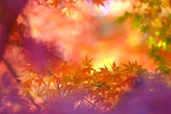 妙義山の秋