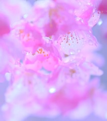 雨の河津桜1