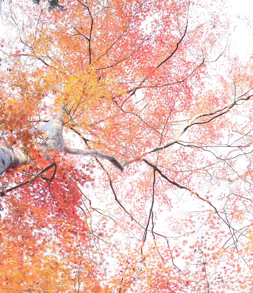 狭山公園～紅葉１