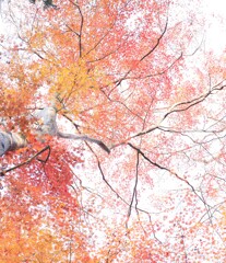 狭山公園～紅葉１