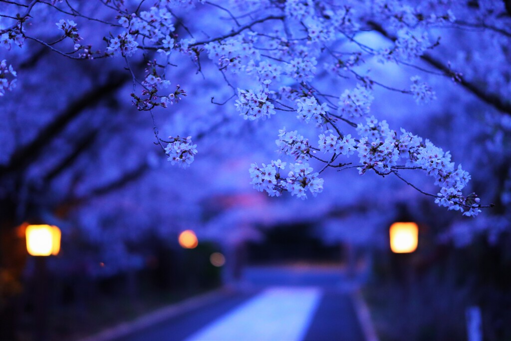 night sakura