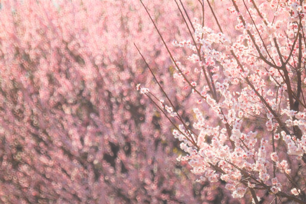 梅～小金井公園