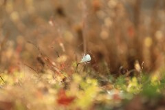 昭和記念公園の冬～原種水仙(バルボコディウム)2