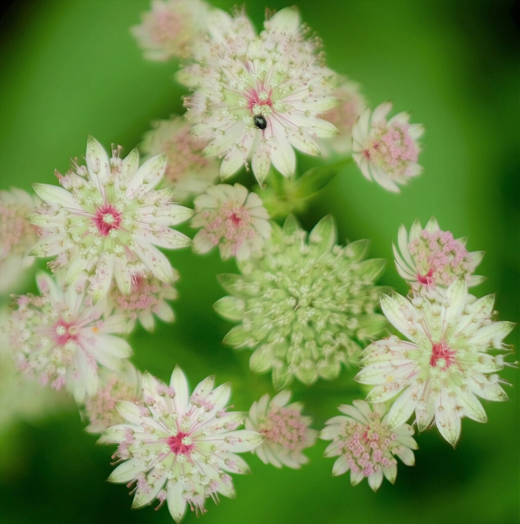 astrantia