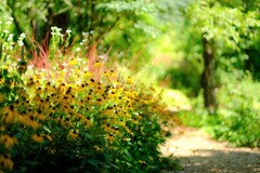 colors yellow rudbeckia