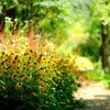 colors yellow rudbeckia