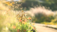 秋の庭~中之条ガーデンズ 秋の庭~中之条ガーデンズ