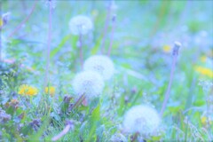 dandelion fluff