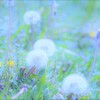 dandelion fluff