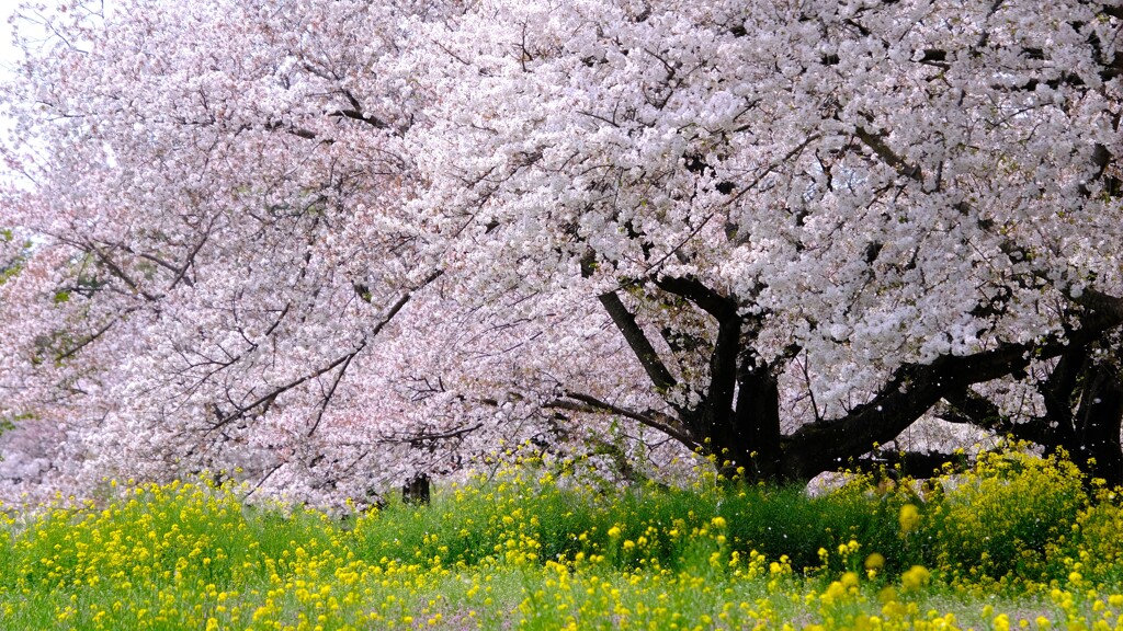 桜舞と菜の花～昭和記念公園