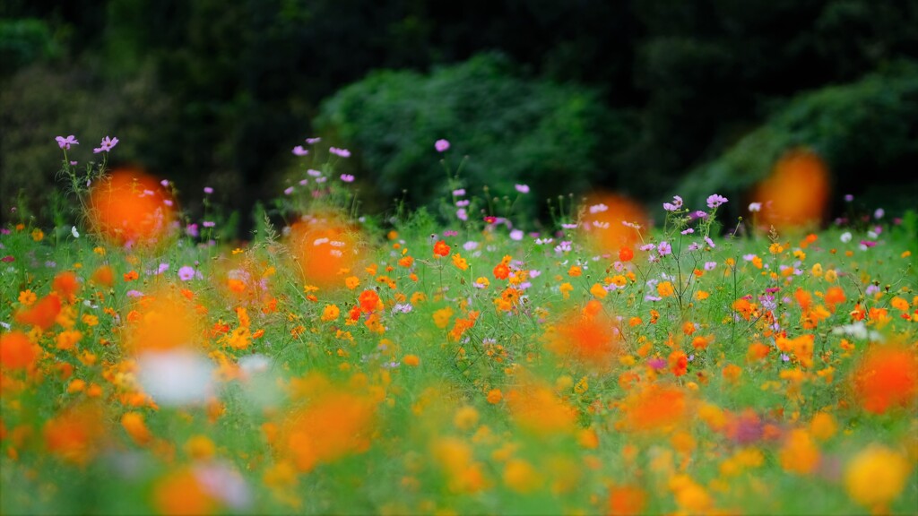 cosmos mix　～昭和記念公園