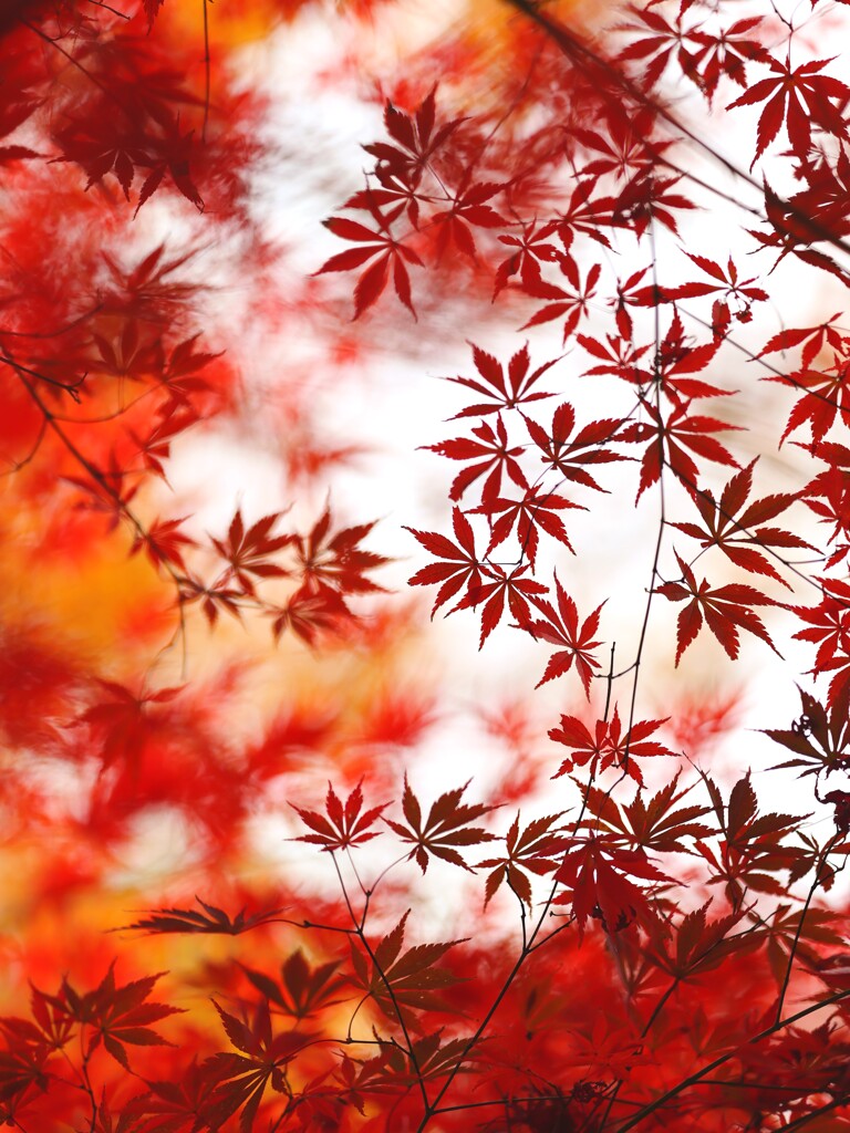 神代植物公園～紅葉２
