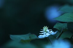 八重咲どくだみ~高幡不動 八重咲どくだみ~高幡不動