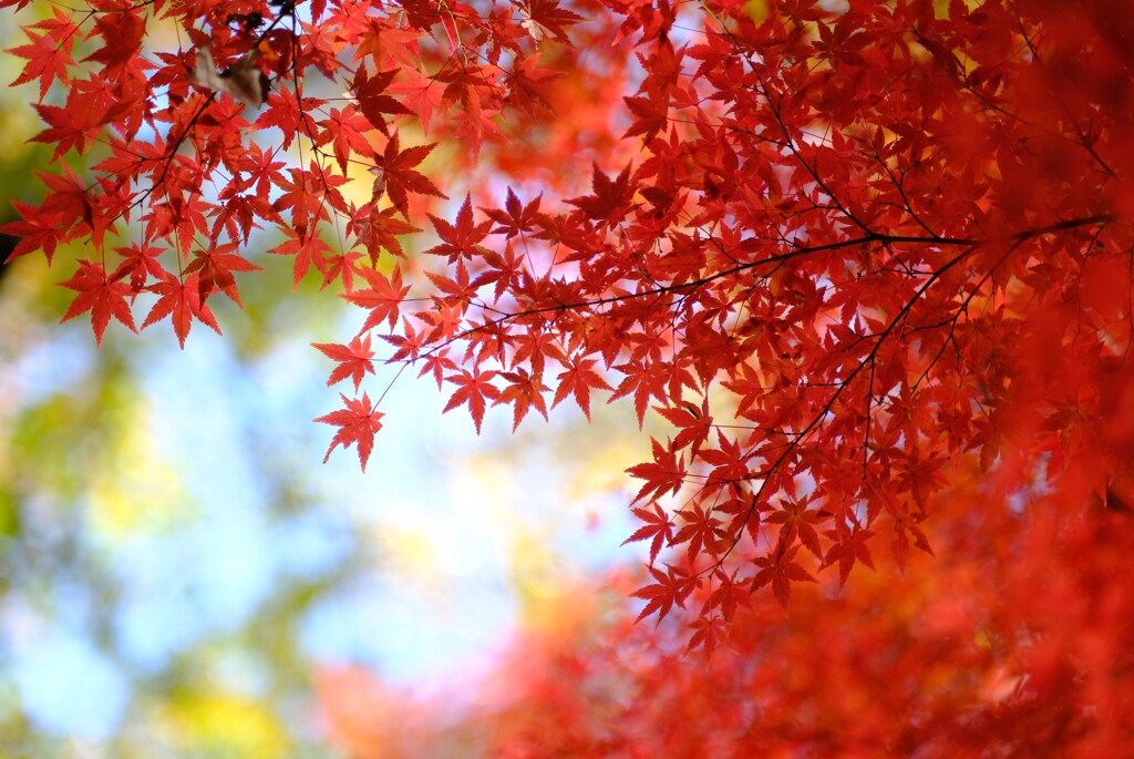 森林公園の秋5