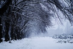 snow tree～雪並木
