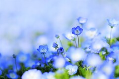 Nemophila