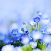 Nemophila