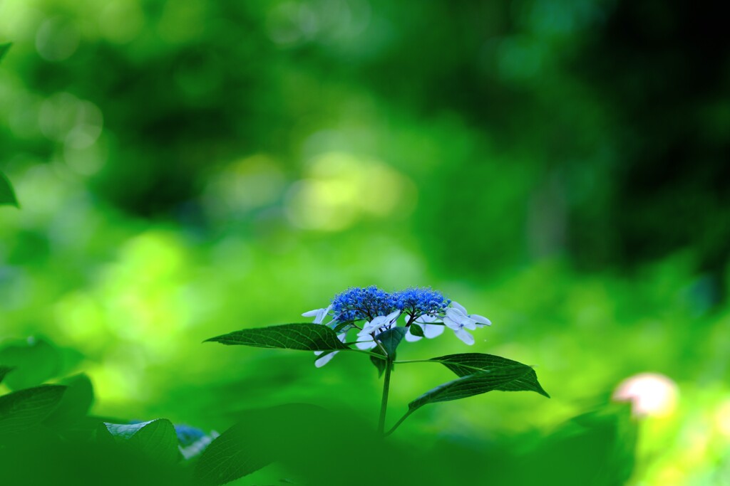紫陽花～府中市郷土の森博物館6
