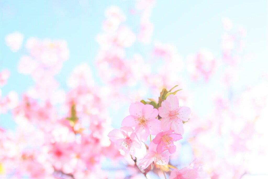 桜散歩～晴れ