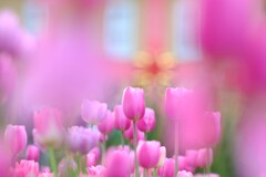 花菜ガーデン～アイスチューリップ5