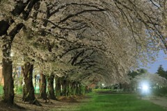 夜桜散歩5