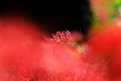 彼岸花見頃～吉見さくら堤公園