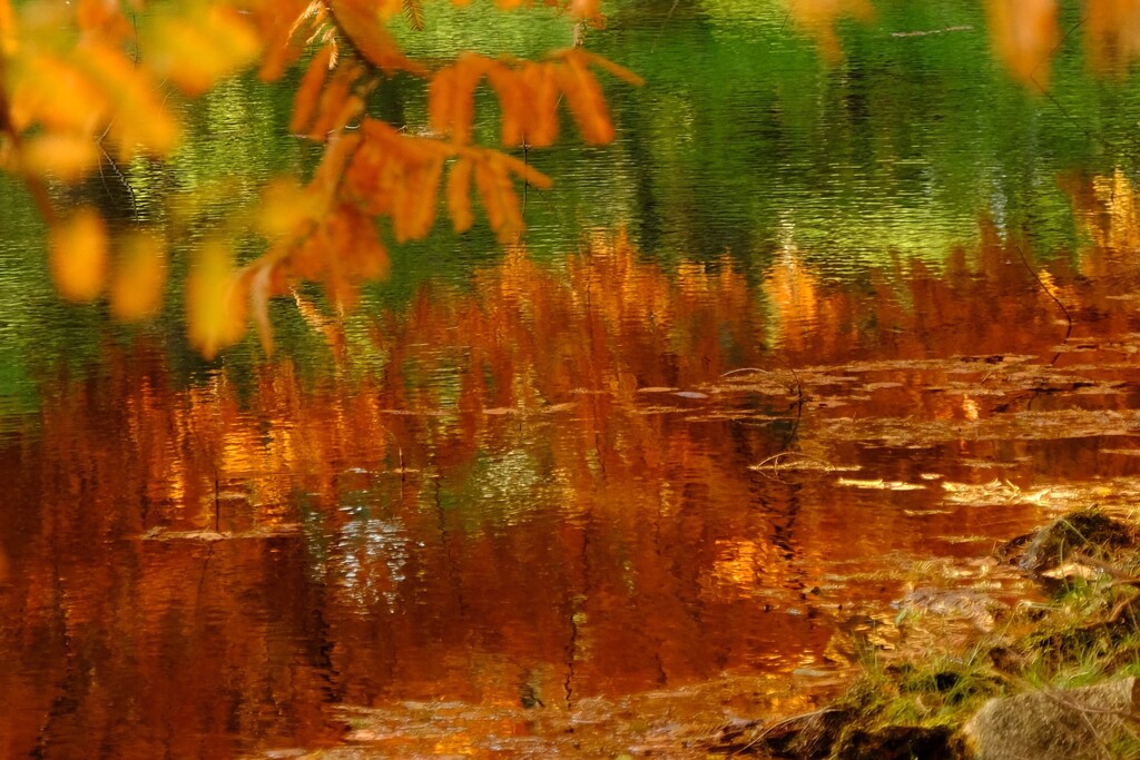 神代植物公園の秋7～メタセコイア