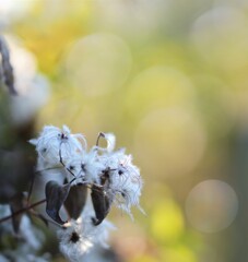 Clematis