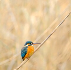 北本自然公園～オレンジ色２