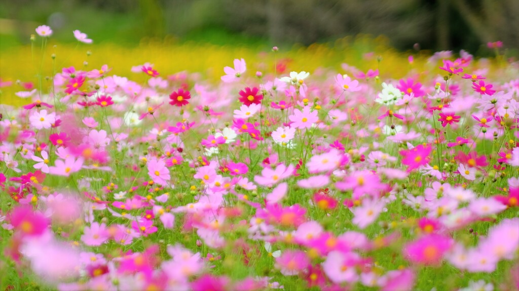 cosmos