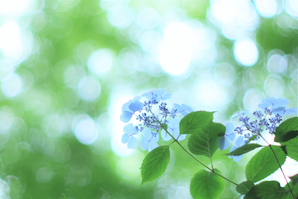 紫陽花～高幡不動