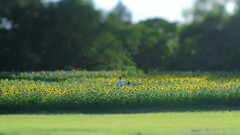 二人ひまわり～昭和記念公園