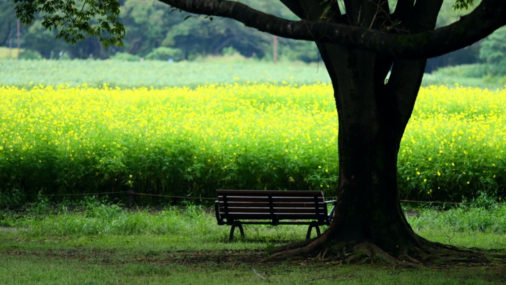 bench