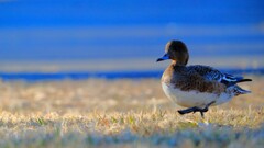 ヒドリガモ～水元公園