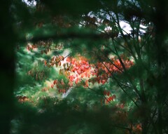 軽井沢～紅葉(少しだけ)