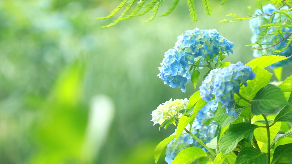 紫陽花～花菜ガーデン1