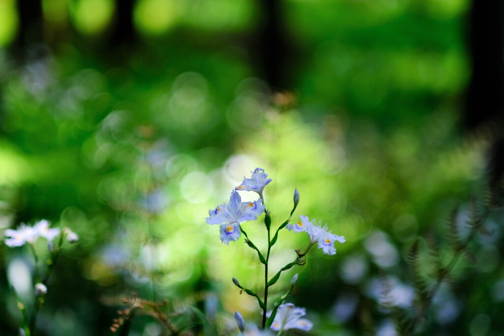 シャガの森～七国山薬王寺