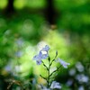 シャガの森～七国山薬王寺