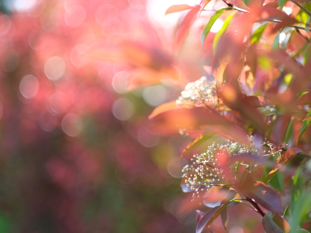 カナメモチ～春終わり近く