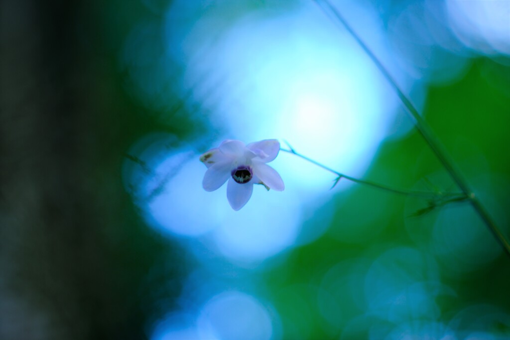 レンゲショウマ～御岳山(咲始め)