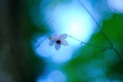 レンゲショウマ～御岳山(咲始め)