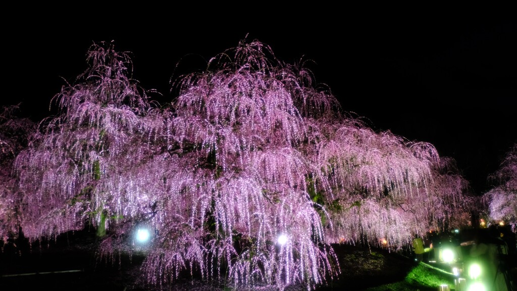 夜梅～鈴鹿の森庭園8