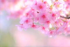 白子桜まつり